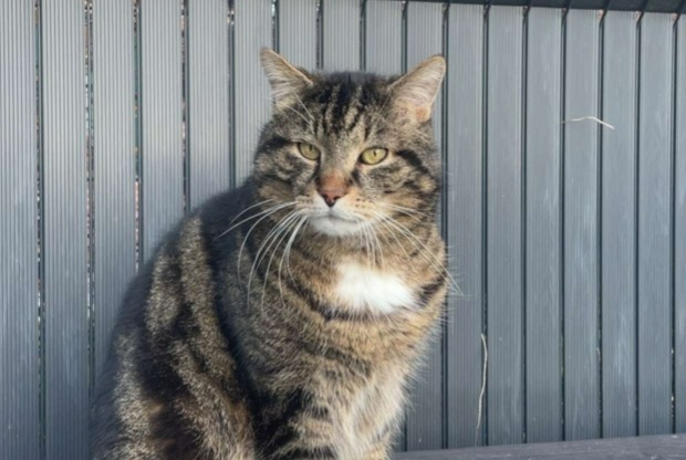 Vermisstmeldung Katze rassenmischung Männliche , 13 jahre Aix-Noulette Frankreich