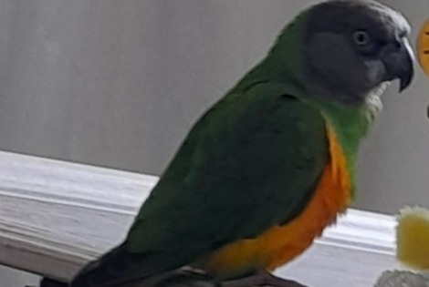 Vermisstmeldung Vogel Männliche , 2026 jahre Le Creusot Frankreich