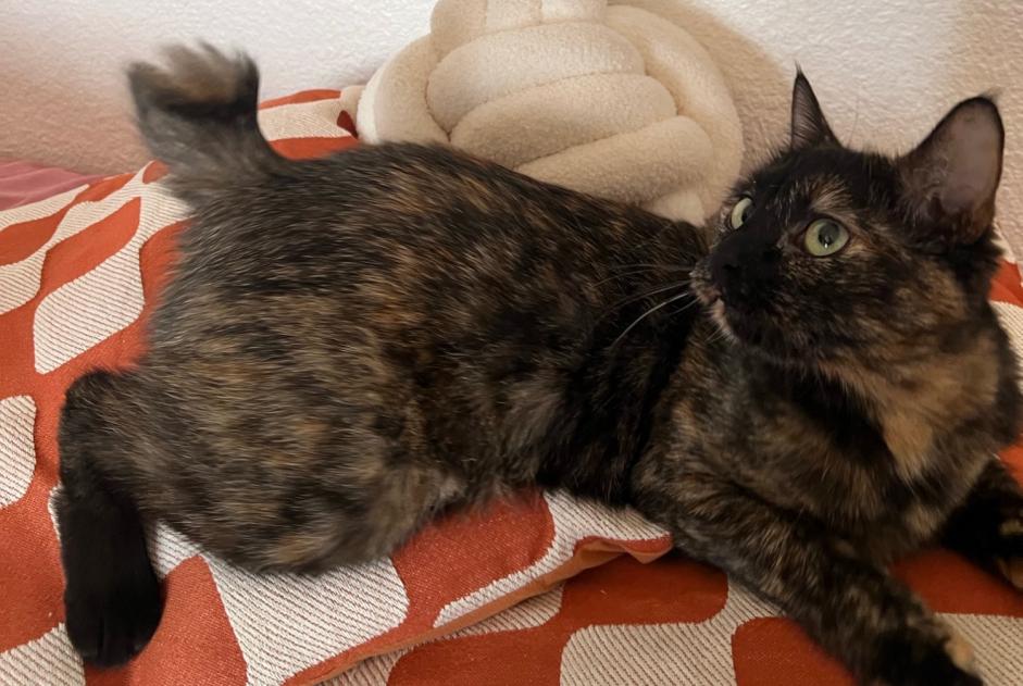 Disappearance alert Cat Female , 3 years Charnay-lès-Mâcon France Disappearance alert Cat Female , 3 years Charnay-lès-Mâcon France
