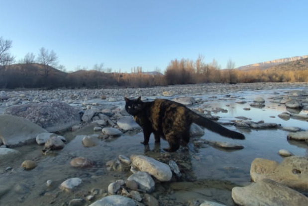 Alerta de Desaparición Gato  Hembra , 9 años Saint-Benoit-en-Diois Francia