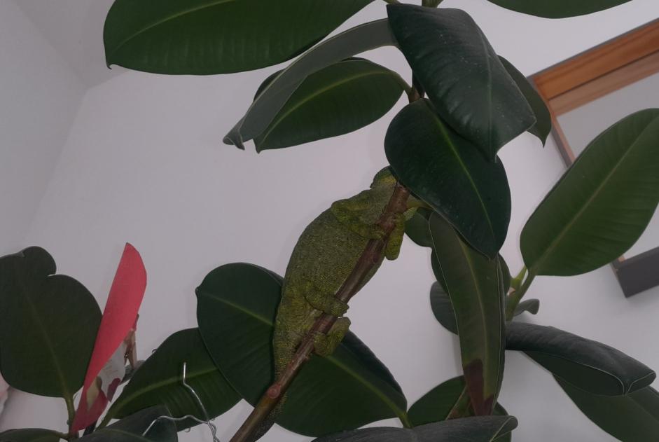 Alerte Découverte Autre Caméléon  Inconnu Tarare France