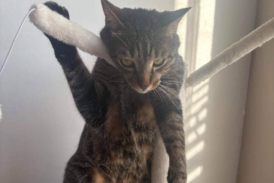 Alerte Disparition Chat Mâle , 3 ans Montceau-les-Mines France