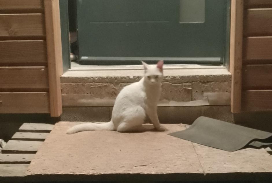 Alerte Découverte Chat Femelle Préaux France