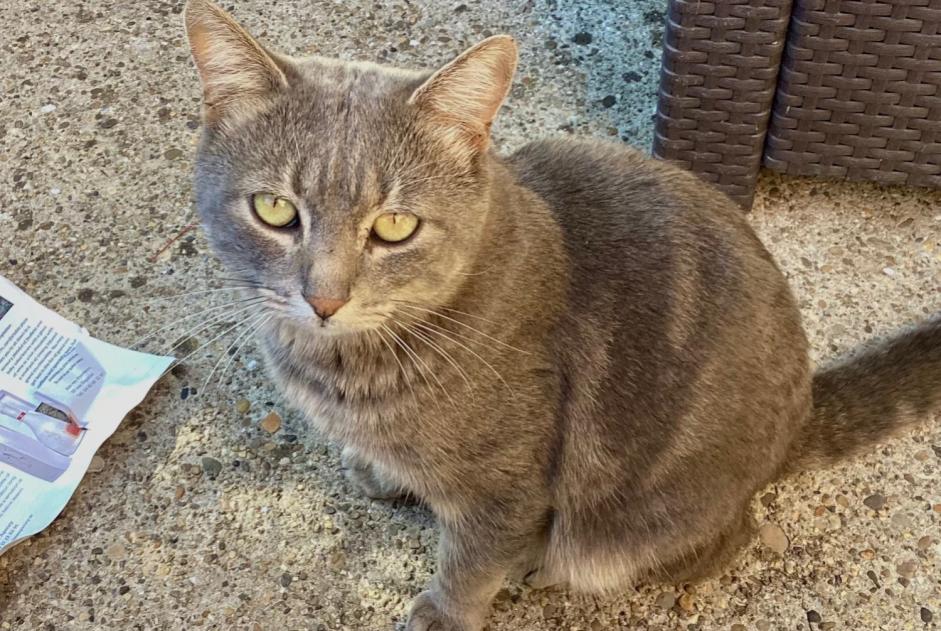 Alerte Découverte Chat Mâle Les Angles France Alerte Découverte Chat Mâle Les Angles France