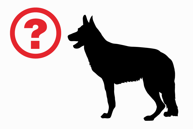 Alerta descoberta Cão  Macho Cucq France